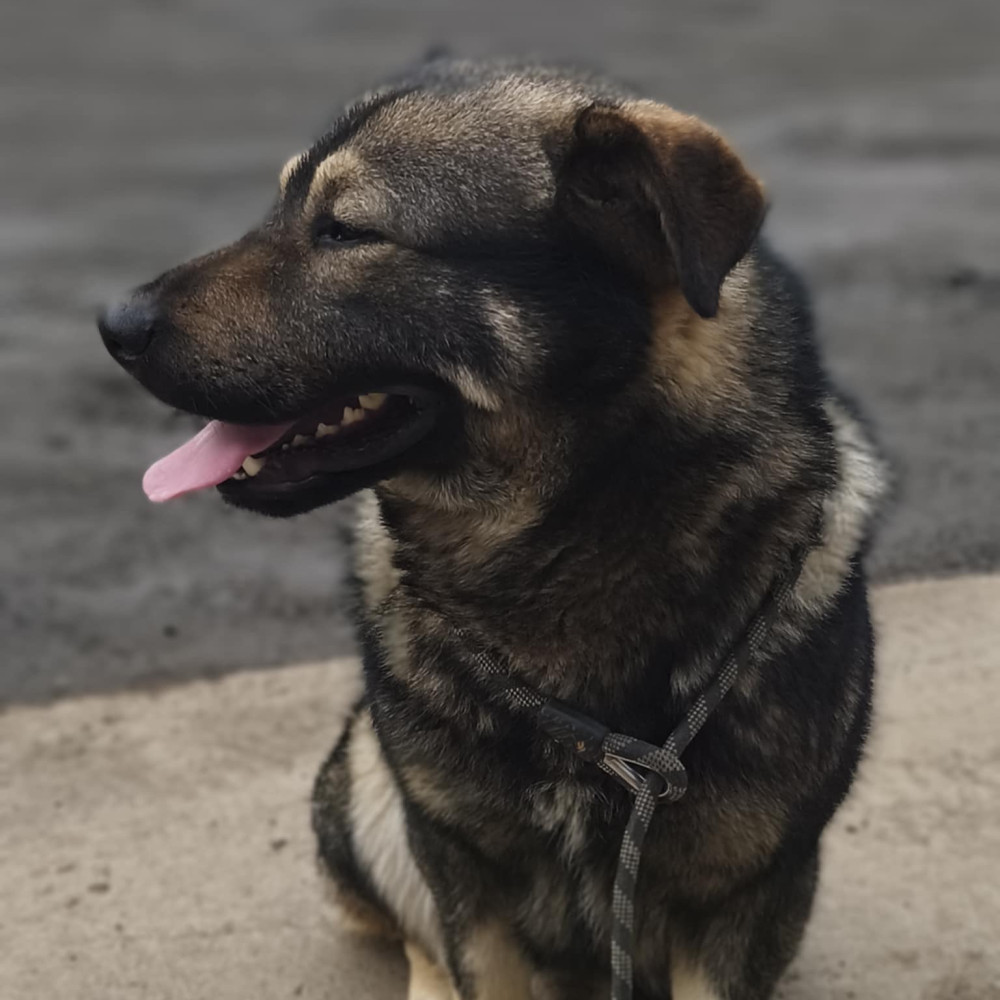 Macko