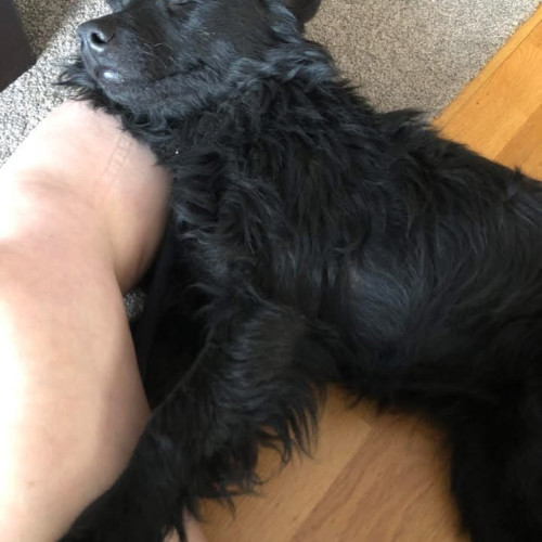 Darko