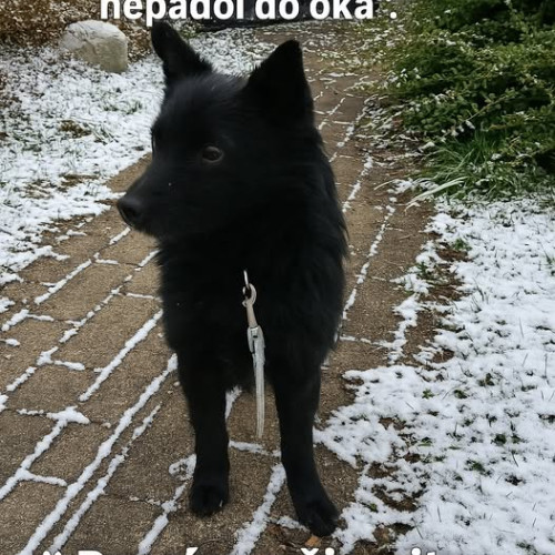 Darko