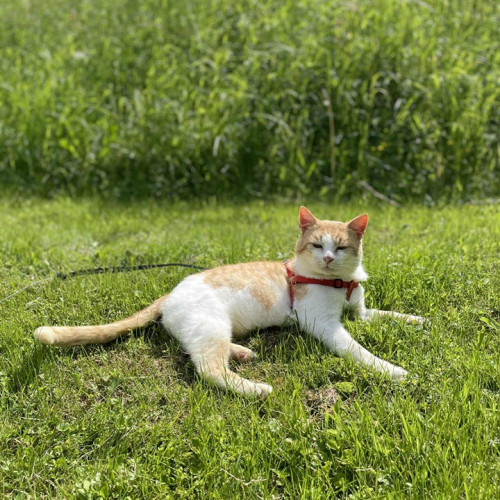 Riško
