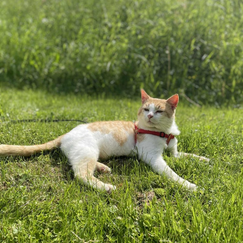 Riško