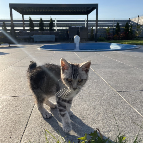 Bubu