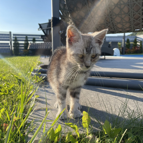 Bubu