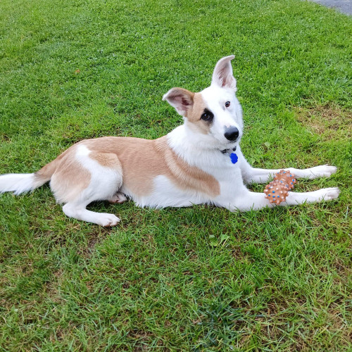 Lassie