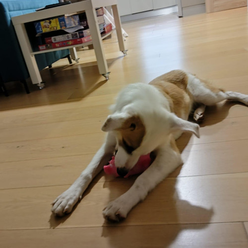 Lassie