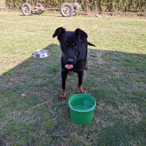 Borko