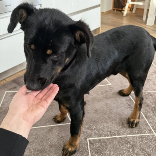 Borko