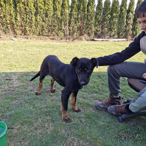 Borko