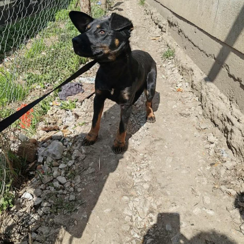 Borko