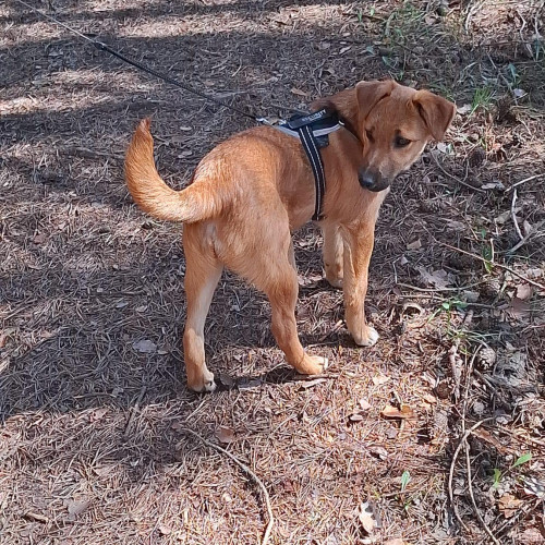 Hugo