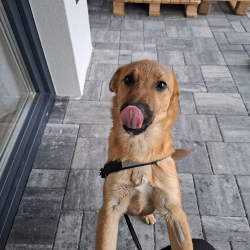 Hugo