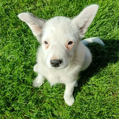 Peťka