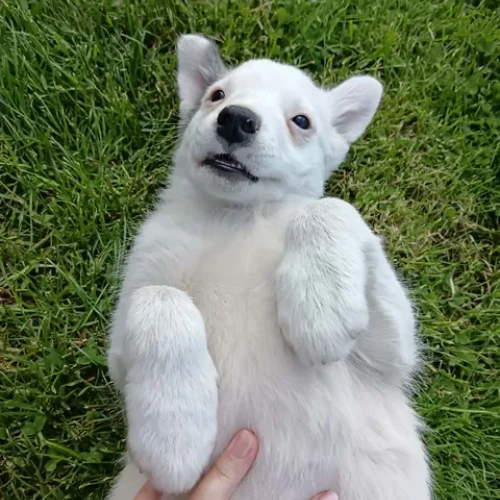 Peťka