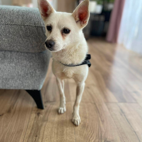 Olaf