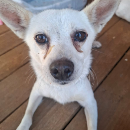 Olaf